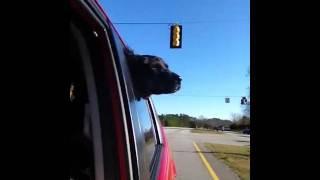 Window dog