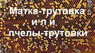 Как узнать в семье пчел матка трутовка или пчелы трутовки