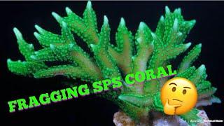 How to Frag SPS Coral