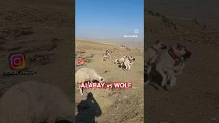 Alabay vs Wolf / Алабай против Волк #trending #алабаи #волк #wolf #funny #shortvideo #short #shorts