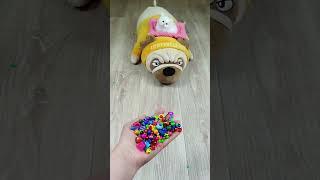 Cat Barsik and Dog  Marbles Reverse Video ASMR