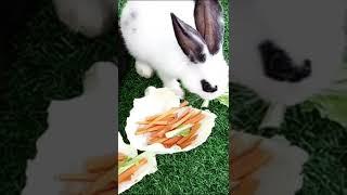 Bunny Lovely Home