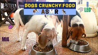 BEAGLES EAT CRUNCHY FOOD  MIA & LEO ASMR  1 HOUR ASMR