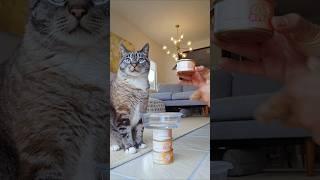Tiki Cat silver wet cat food for senior cats (chicken comfort shreds in chicken broth)