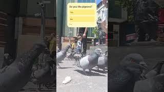 Do you like pigeons? #birds #pigeon #pigeonlover #bird