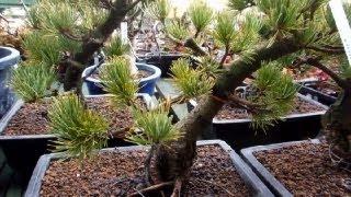 Japanese Bonsai Trees!