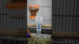 Fluffy 30-Day-Old Budgie Baby Tries to Climb Higher! 