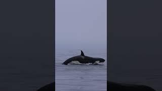 Killer whales breaching! Monterey, Ca