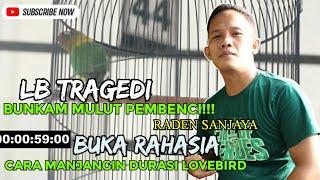 Pesut SF - Raden Sanjaya!! BUKA RAHASIA MANJANGIN DURASI LOVEBIRD - LB TRAGEDI