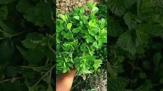 #mint #podina #pIants #mango #mangoes #gardening #Hpodina   11/06/2024