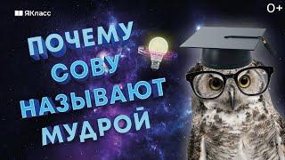 «Министерство фактов». Почему сову называют мудрой?