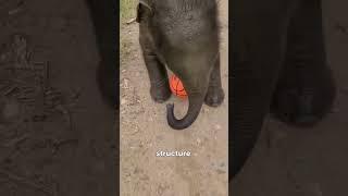 Why Can’t Elephants Jump?