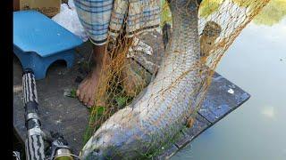 Village Hook Fishing|| Fishing Competition at Gazipur |