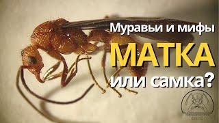 Самка или Матка? | Муравьи и мифы #1