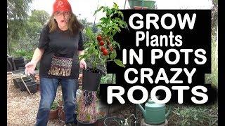 Growing LARGE Vegetable Plants in Pots Container Gardening too EASY