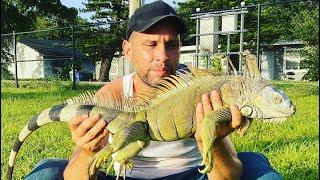 The Iguana Guy