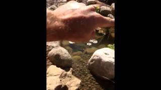 Pond Maintenance Tip #1 - How To Add Water Treatments To A Pond