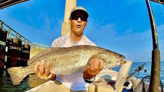 MEGALOTROUT - May Gator + Cooler Full