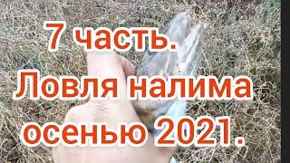 Ловля налима осенью 2021 . Поиск налимьих троп . 7 часть . Налим 2021 . Рыбалка 2021