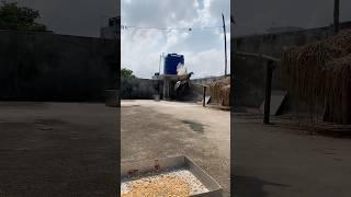 புறாக்கள்️️#pigeon #kabootar #ytshorts #tamil #petscorner #pigeonlover #pura  #pigeonlover