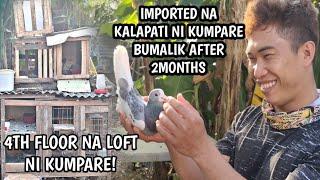 IMPORTED NA KALAPATI NI KUMPARE BUMALIK AFTER 2 MONTHS!