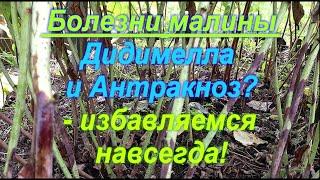 77. Болезни малины - ДИДИМЕЛЛА (пурпуровая пятнистость), антракноз и пр. - избавляемся навсегда!