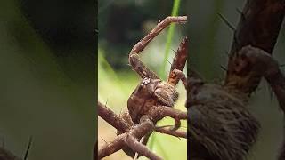 Click lower rt corner to see complete episode on my fun, fact-filled, fascinating nature channel!