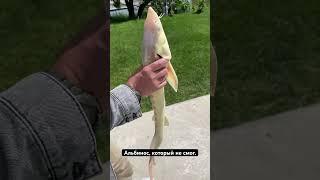 И такое бывает на ферме.