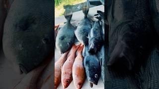 Table full of good eats #catchandcook #fishing #offshore #florida #amberjack #snapper #seabass #fish