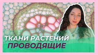 Ткани растений  —  Проводящие ткани. ЦТ/ЦЭ/устный экзамен