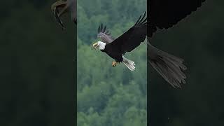 Bald Eagle catches and eats fish midair - Mark Smith Photography