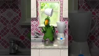 Talking Pierre The Parrot Throws Glass Spoon and Apple bone