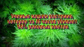 Растение, которое помогает избавиться от р.а.к.а!