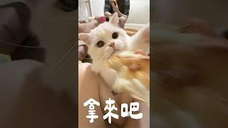 I貓和E貓？ #有趣 #萌寵 #貓