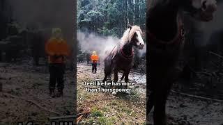  Must watch You will shocked by this HORSE BREATH   #horsepower #hp #v8  #truck  #viralvideo #yt