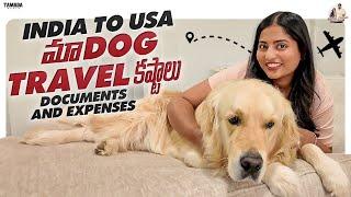 How did we get our pet to USA from India | How costly was it? | AkhilaVarun | USA Telugu Vlogs