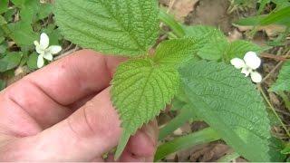 Wood Nettle Identification and Harvesting