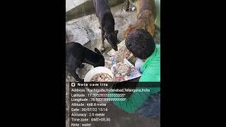 Lunch for street dogs