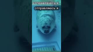 Я тюлень и мне лень | #тюлени  #милота #тюлень
