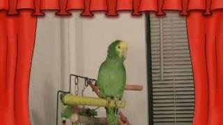 СУПЕР Говорящий попугай Амазон ЮЗИК - Super talking parrot on YouTube