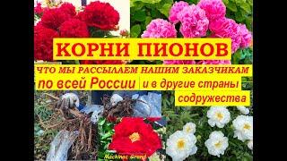 Корни пионов. Лучшие сорта. Что мы рассылаем нашим заказчикам по всей России, в Беларусь и Казахстан