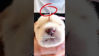 This Little Dog  Looks Just Like a Unicorn! #animals #pets  #puppy #dog #shorts #rescue