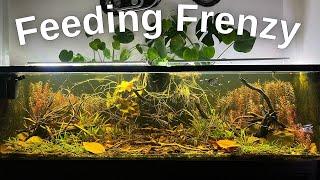 Natural Planted Dirted Fish Tank With No Filter • Community Angelfish Aquarium Feeding Frenzy