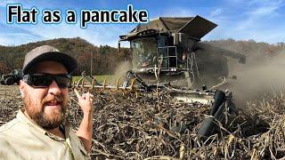 Feels like harvesting pancakes