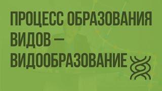 Процесс образования видов - видообразование. Видеоурок по биологии 9 класс