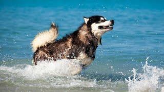 A Look at the History of Alaskan Malamutes with Native Tribes