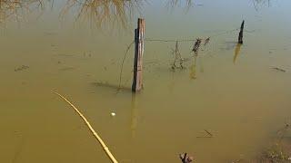 Live shrimp on the buoy is fatal, just give it a touch and it will go down Oscar tucunaré tilapia...