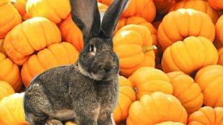 Тыква кроликам! (первая дегустация) Pumpkin for rabbits! (first tasting)