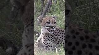 Is this build OP? #animals #wildlife #cheetah