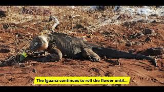 Video Photo Album: The Galapagos Land Iguana